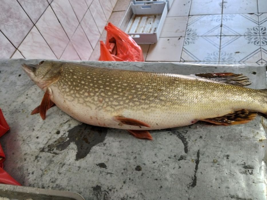 Щука шортан рыба кг 650оптом сатылады,минимум 30кг, свежий