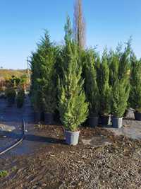 Leylandii verde 3m+