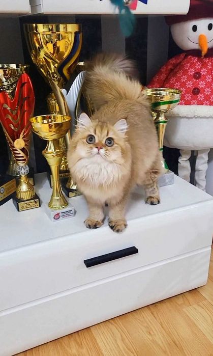 British longhair fetita adorabila  Chocolate Golden pedigree