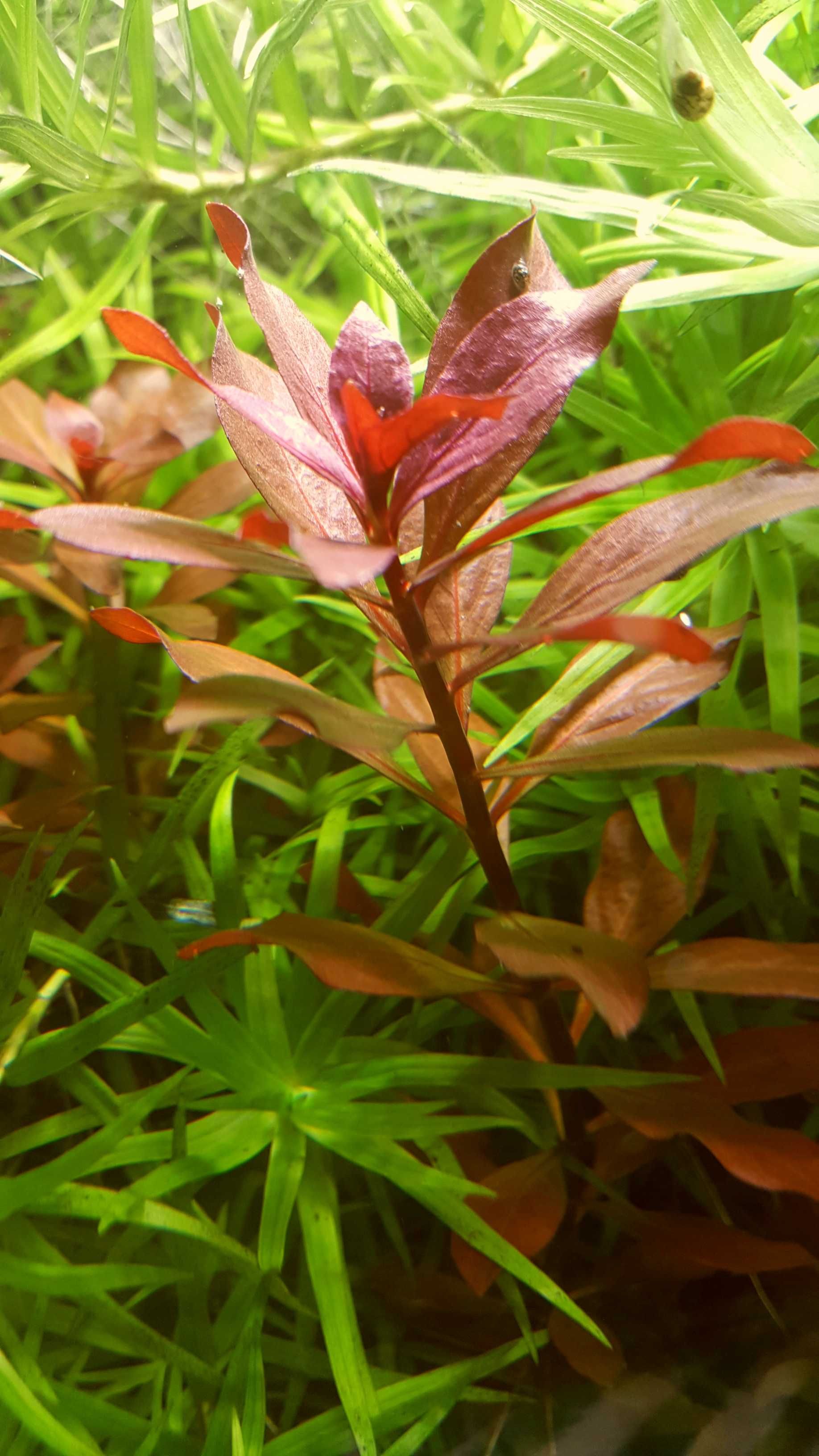 Людвигия рубин (Ludwigia Repens Rubin)