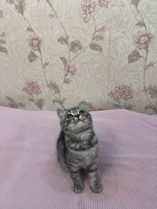 Scottish Fold mushukcha sotiladi!