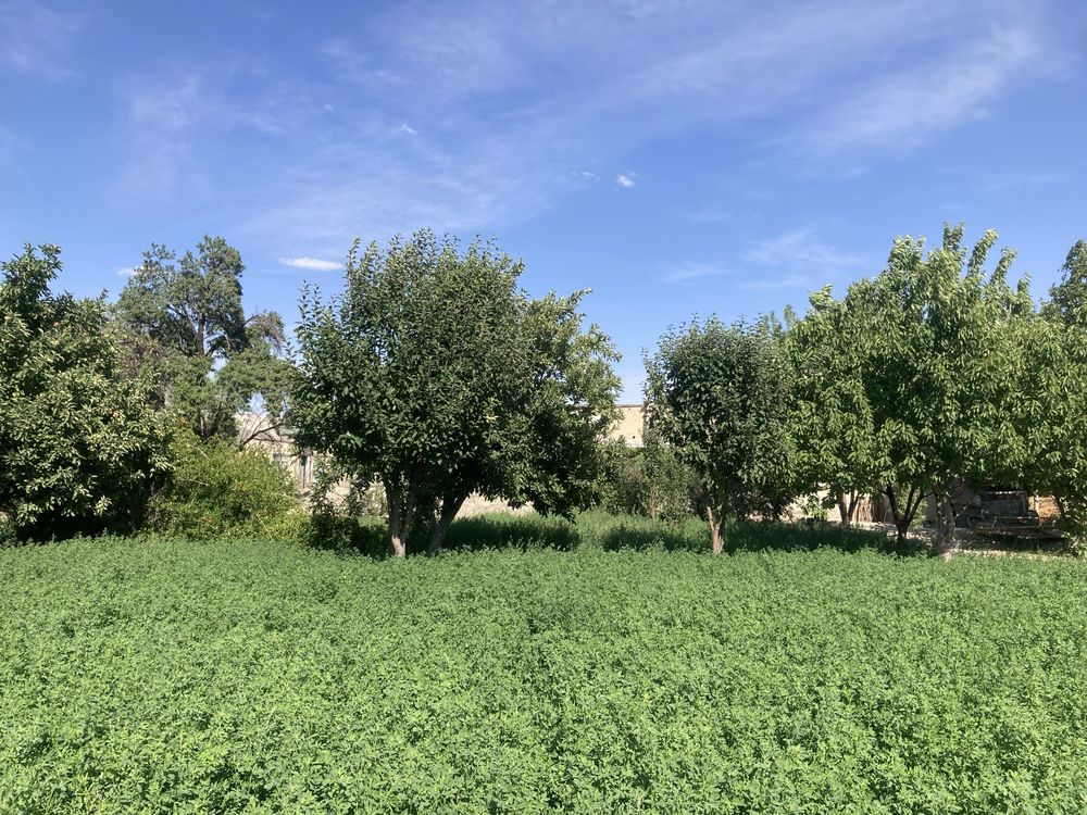 Navoiy v Karmana t Talqoq mfy Lo'baton 188 Hovli sotiladi.