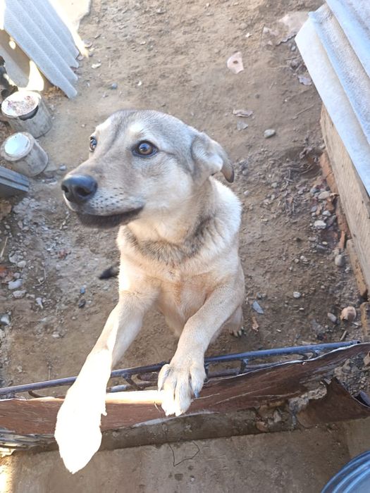 Отдам собаку в добрые руки.