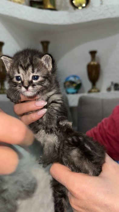 Отдам кошка хороший руки