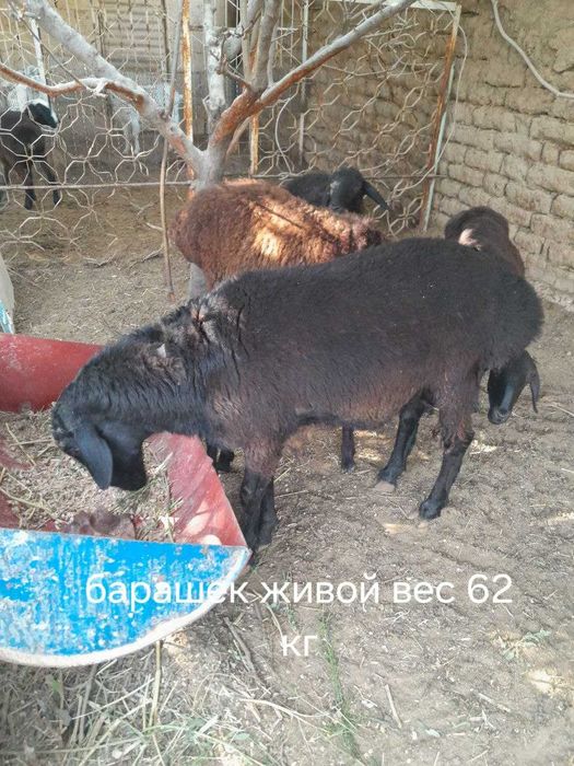 Продаются домашние бараны.