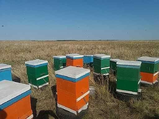 Улиья  в состоянии