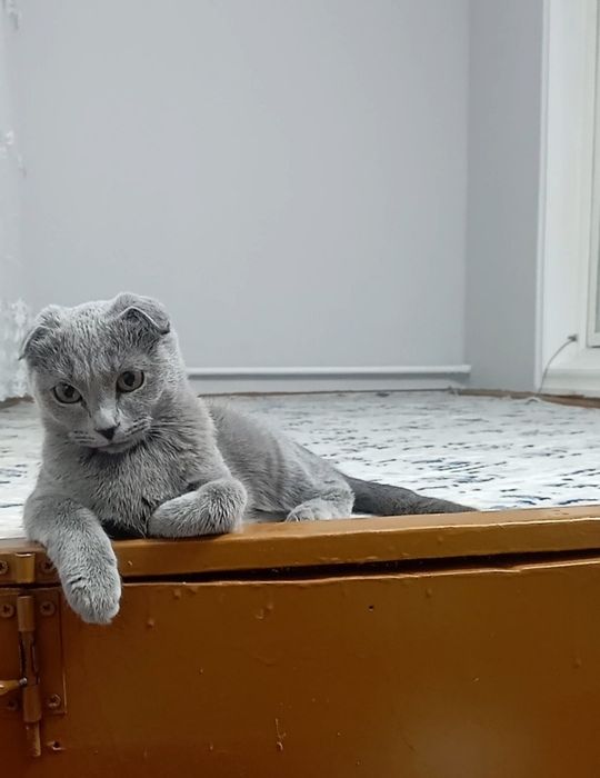 Вислоухая шодландская кошка