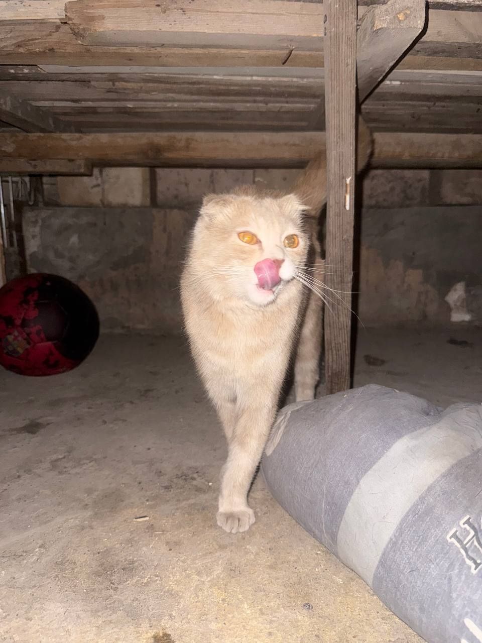 Вислоухий котик (мальчик )6 месяцев срочно