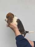 Beagle pui cu certificat pedigree