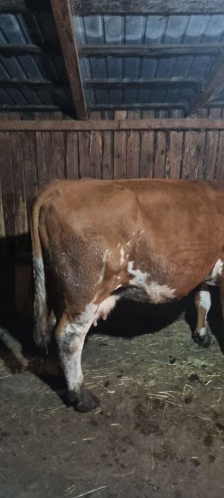 Vand vaci.            .