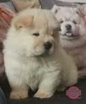 CHOW CHOW cu pedigree