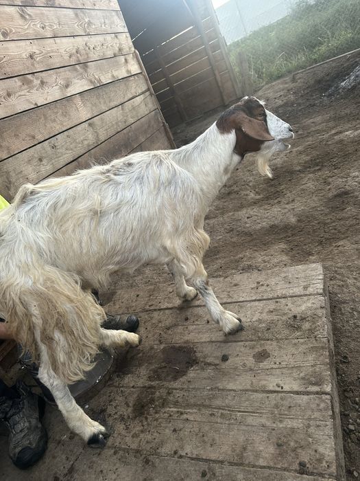 Capre bune de lapte de vanzare