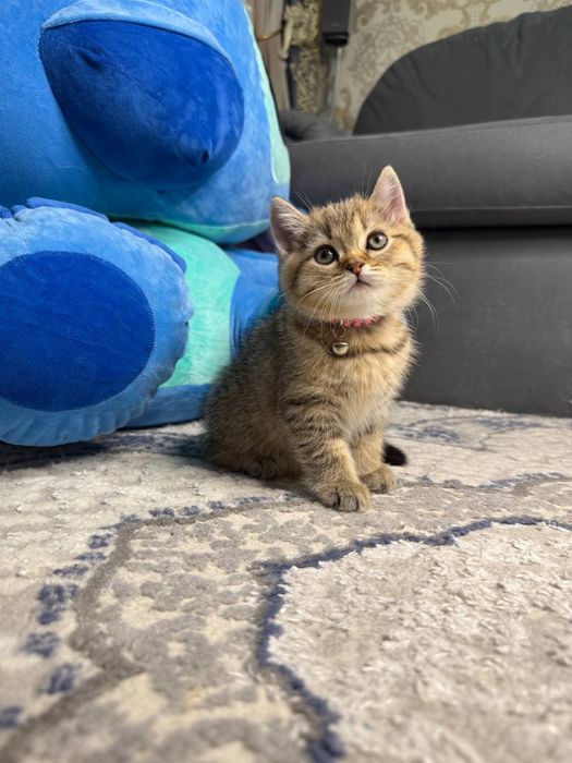 Mushuk bolasi sotiladi