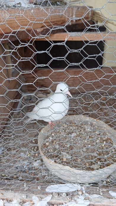 Продавам гугутки