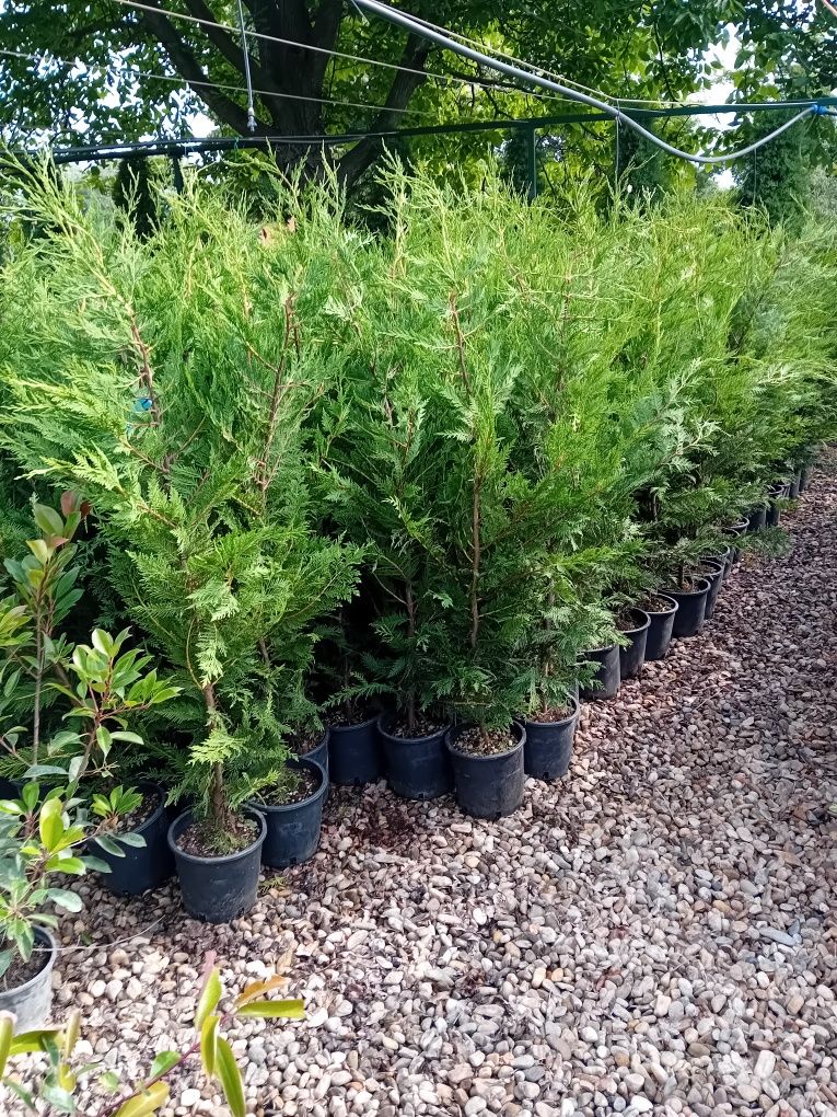 Vând chiparos leylandii plantă pentru crearea unui gard viu