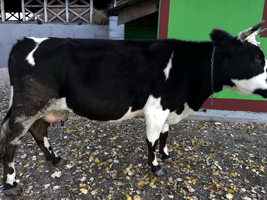 Vaca de vanzare si viteii