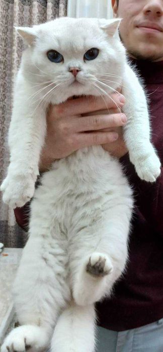 Вязка  кошак, мушук  чатиштириш