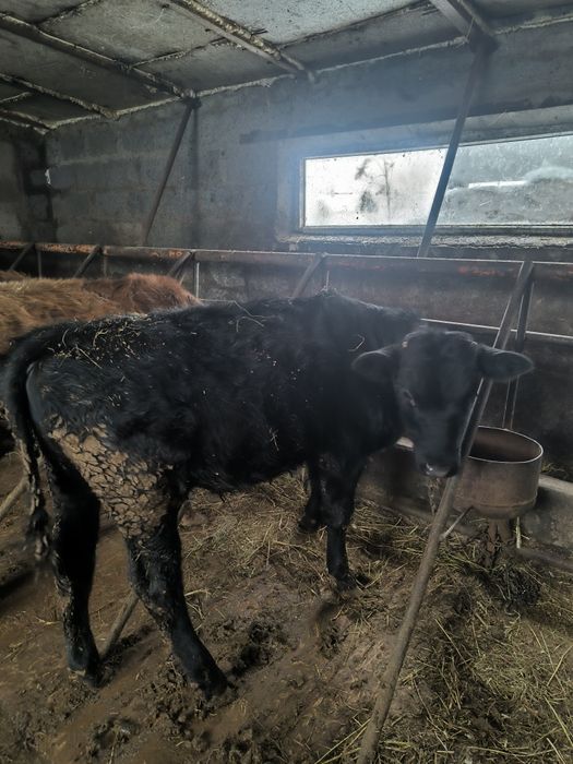 Продам 3 бычка стоят на откорме