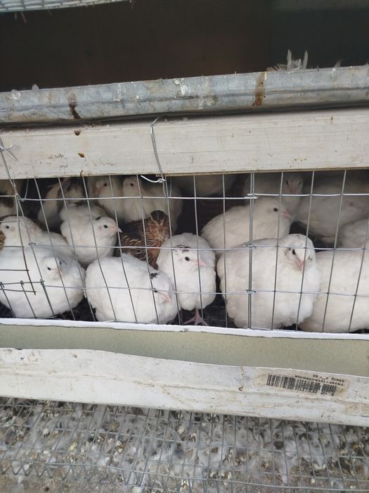 Беданалар сотилади