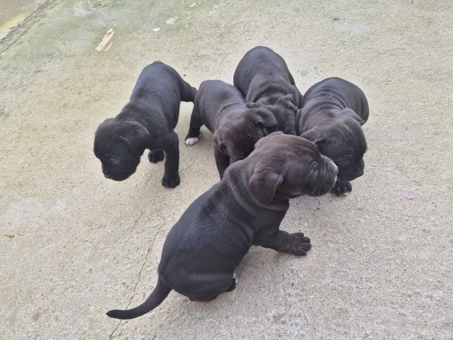 Кане Корсо / Cane Corso