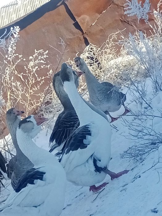 Продам гусей холмогорские