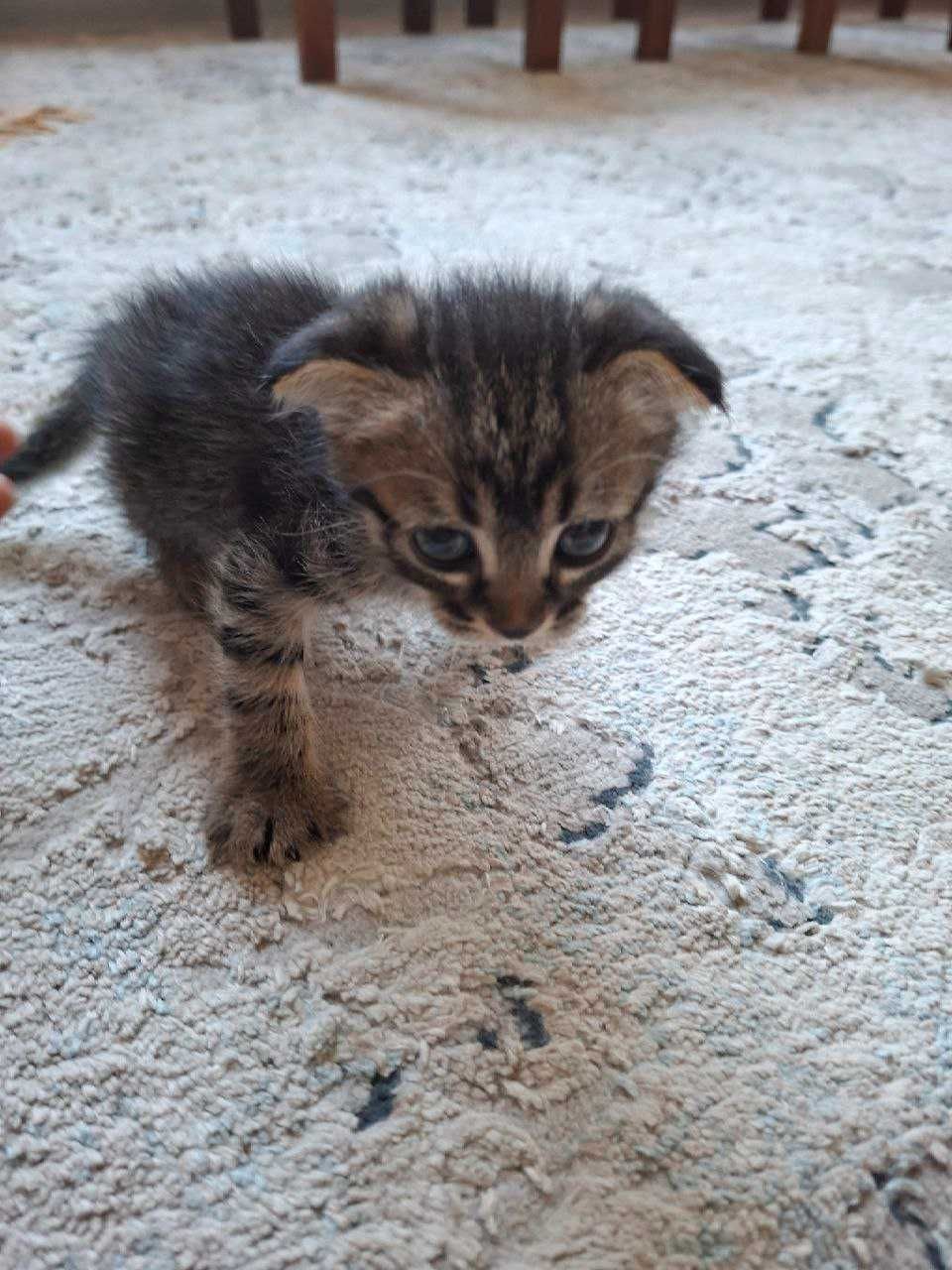 котята бесплатно