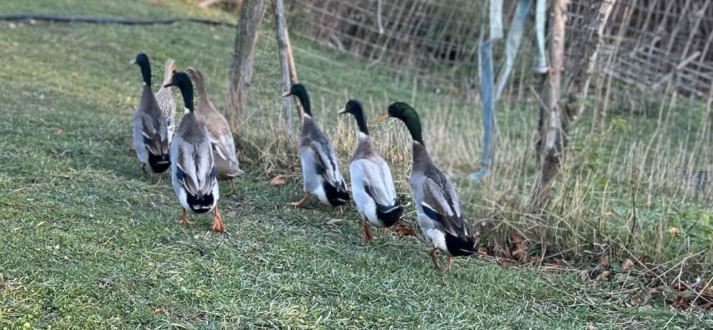 Rațe alergatoare Indiene