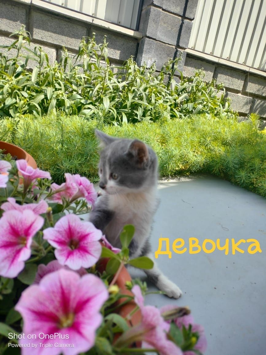 Отдам котят в добрые руки.