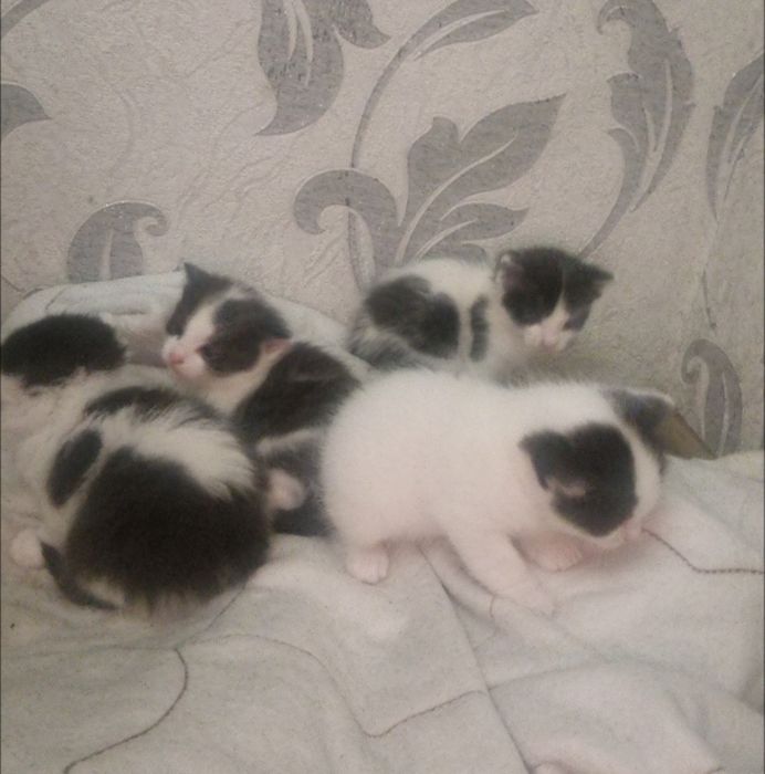Отдам котят и кошку в добрые руки