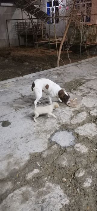 Курцхаар боллари