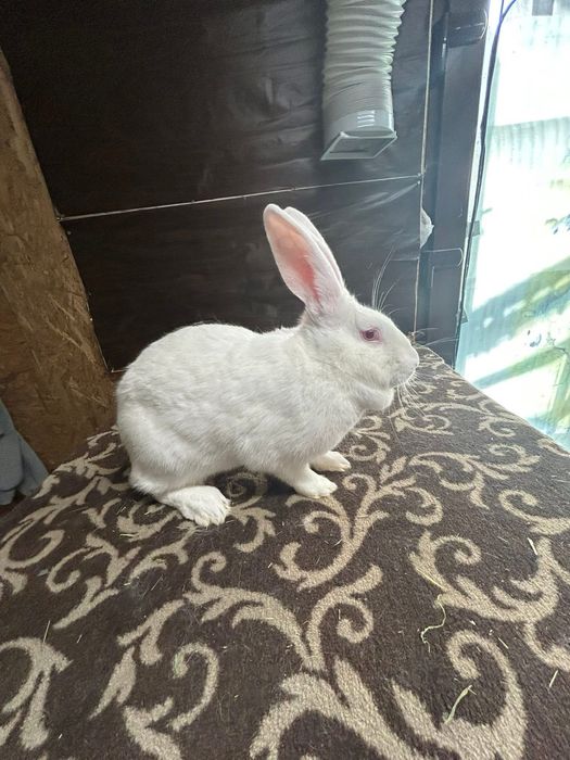 Femela alb de panonia de vanzare