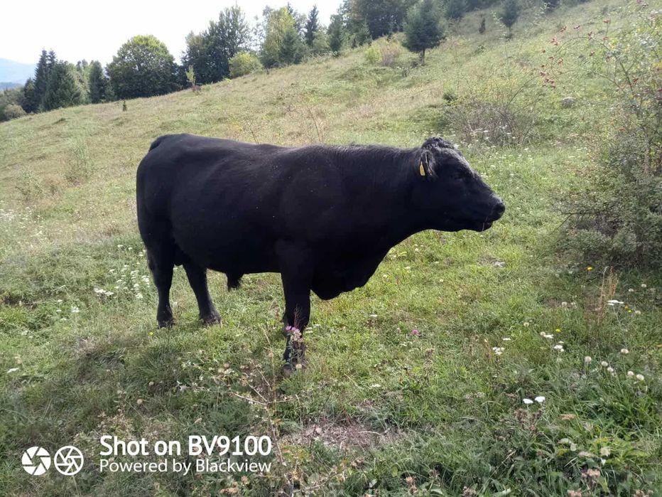 se vinde taur ABERDEEN ANGUS negru