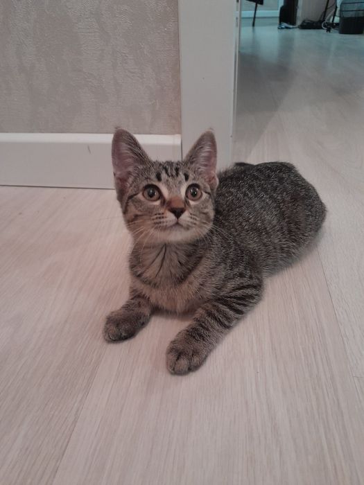 Продаётся котёнок с аксессуарами
Продаём котёнка, возраст 2