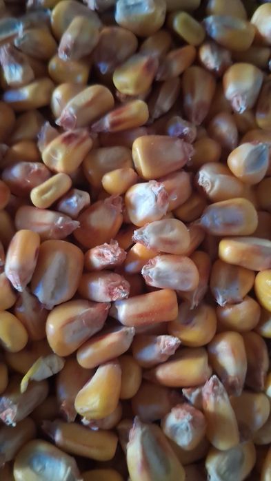 Porumb și grâu 2025