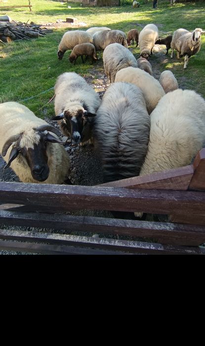 Vand 11 oi si un berbec