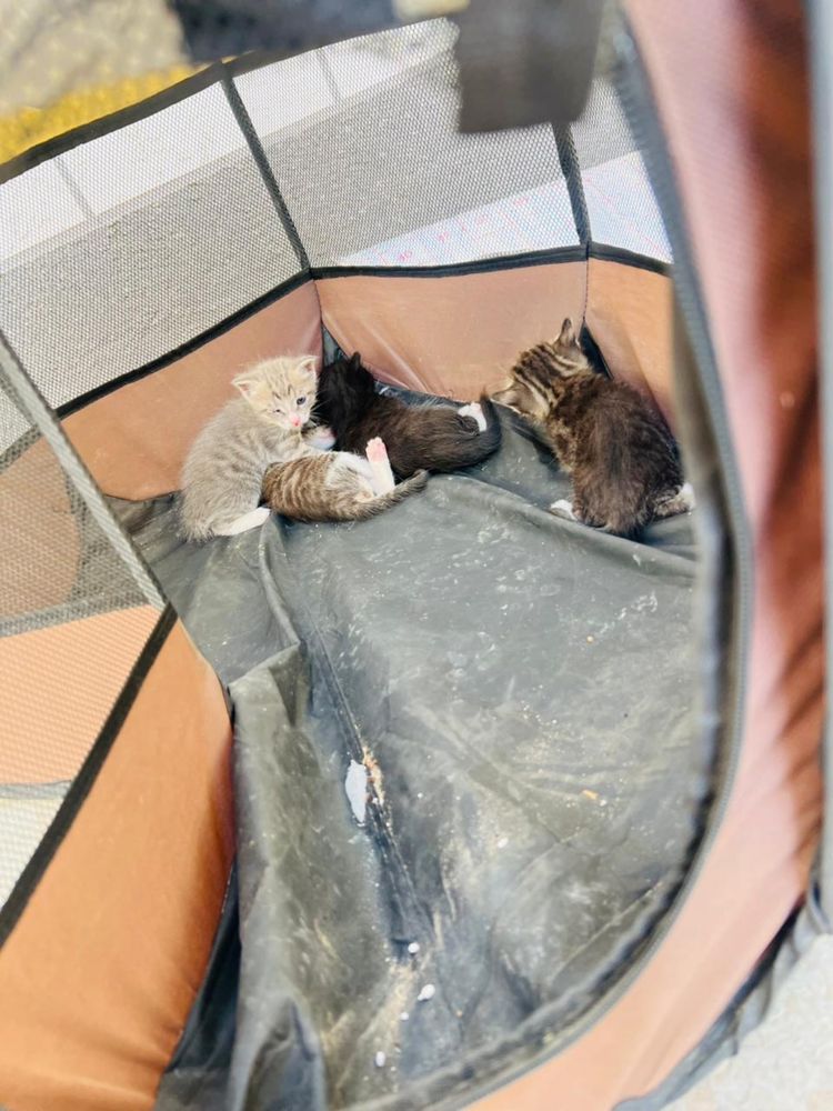 Бесплатно котята
