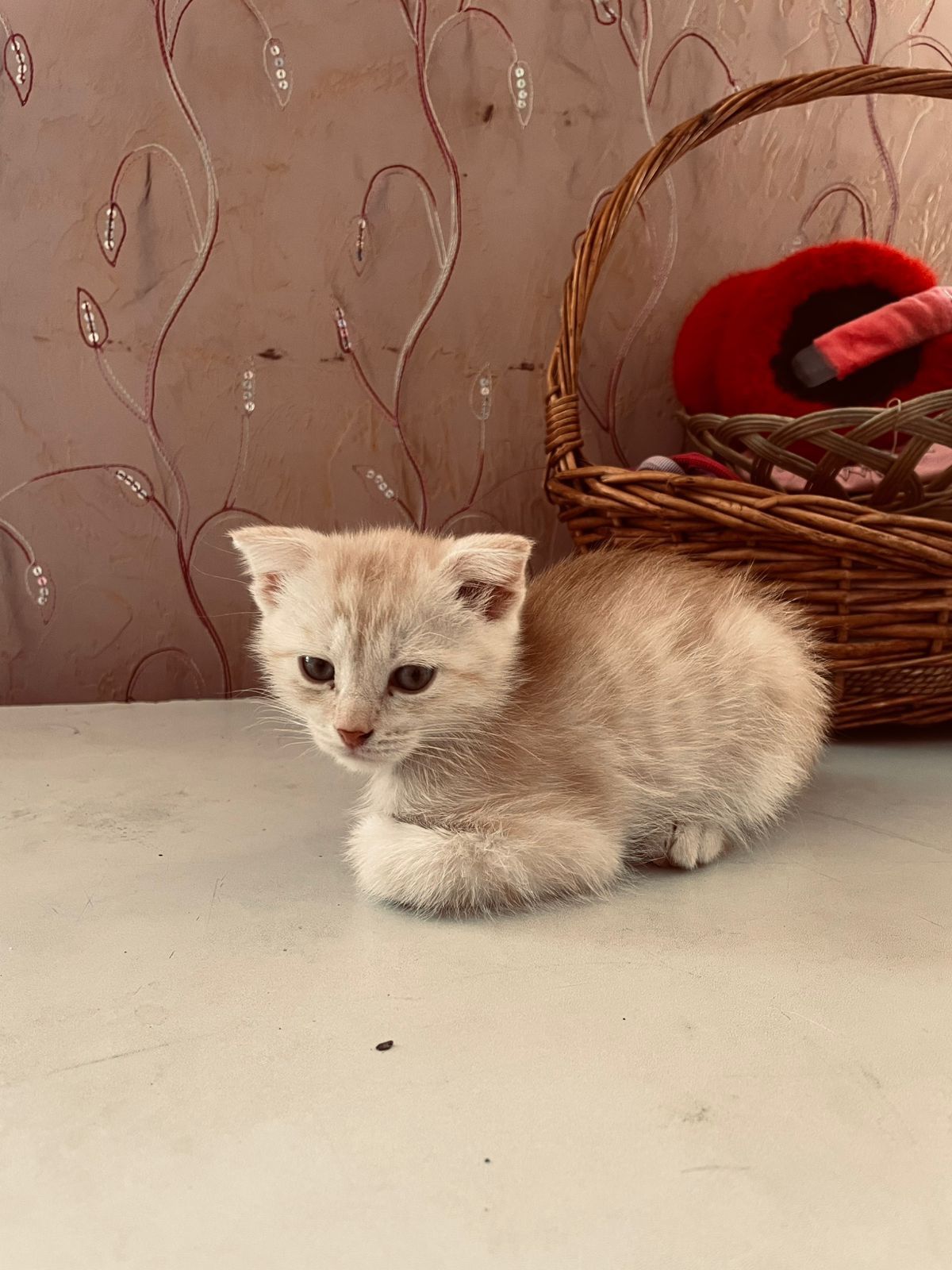 Шотланские вислоухий котенок