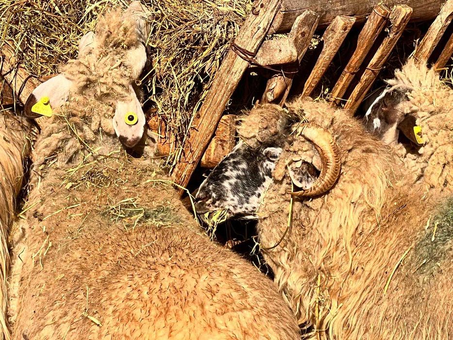 Vand 7 oi bune de lapte