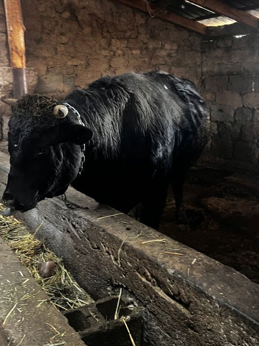 Бычоктар сатылады семіз