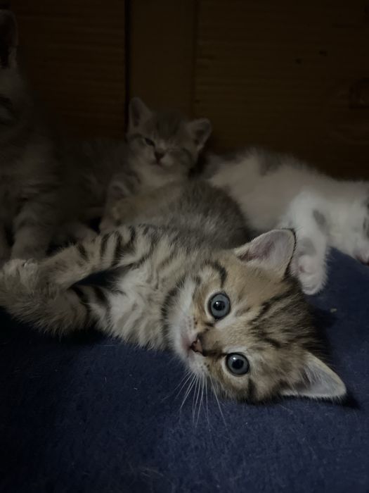 Котята, красивый окрас