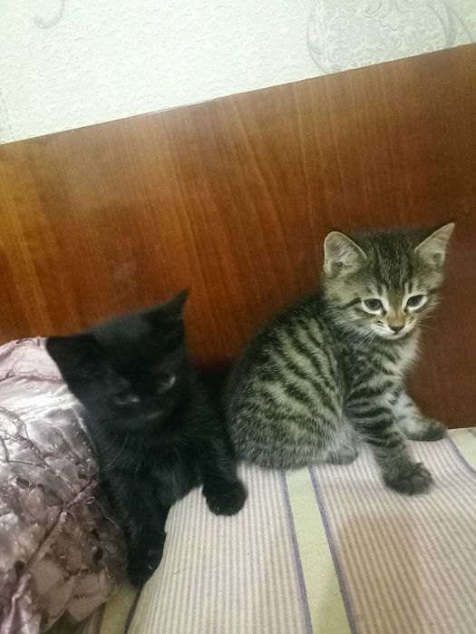 Отдам даром котят в хорошие добрые руки