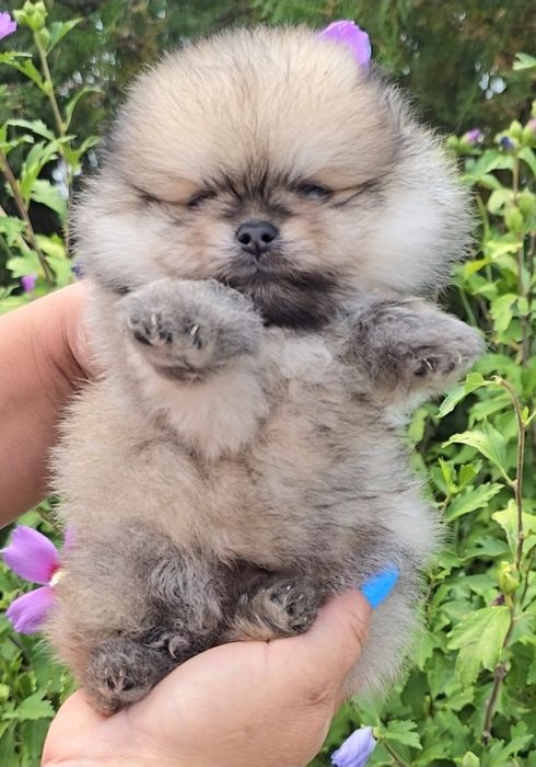 Миниатюрен померан женски