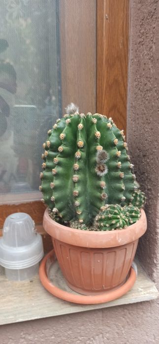 Cactusi de vanzare