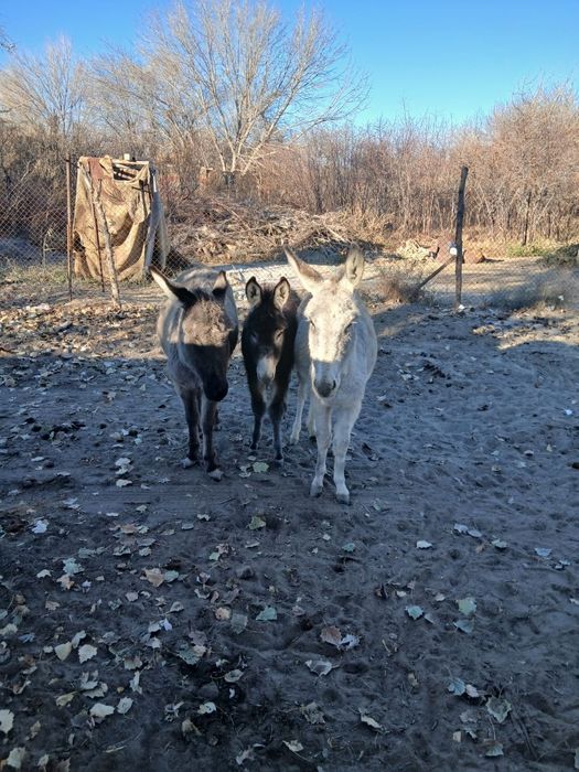Продам животных(3 ишака)