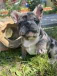 Pui bulldog francez merle