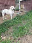 dog argentinian pedigree