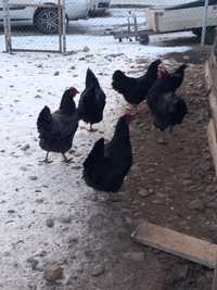 Oua incubat australorp