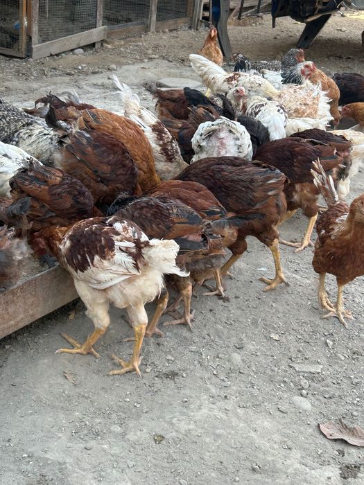 Optom tovuq sotaman xilmaxil zotidan arzonha bervoraman