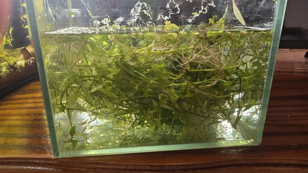 Plante pentru acvariu