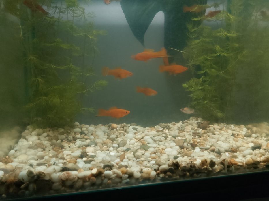 Рыбки меченосец  продам или обмен